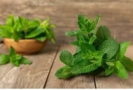 Tıbbi Nane (Mentha) Tohumu 