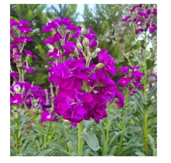 Şebboy (Matthiola incana) Çiçek Tohumu