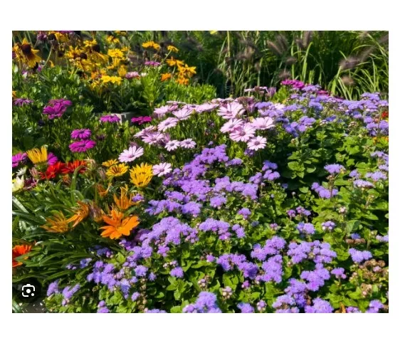 Vapur Dumanı (Ageratum) Çiçek Tohumu 