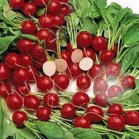 Green South Kırmızı Fındık Turp Tohumu 5 gr