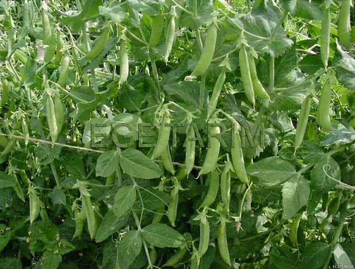 Taşkent Yem Bezelyesi Tohumu - Yüksek Protein 25 Kg