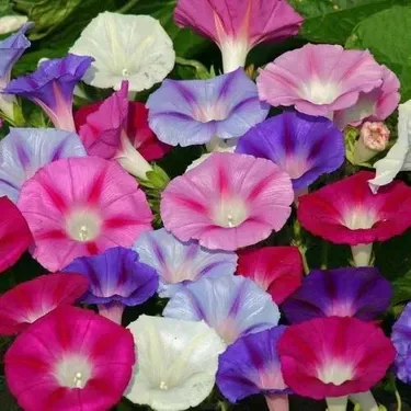Gündüz Güzeli (Convolvulus tricolor) Çiçek Tohumu