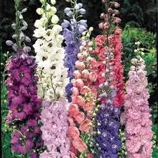 Hazeran Çiçeği (Consolida / Delphinium) Tohumu 
