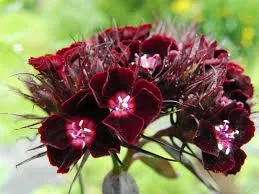 Hüsnü Yusuf Çiçeği Tohumu (Karanfilgiller) 