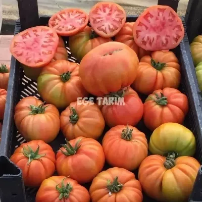 Kuzeyköy F1 Domates Fidesi - Ege Tarım