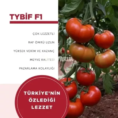 Tybif F1 Beef Domates Fidesi - Dayanıklı ve İri 