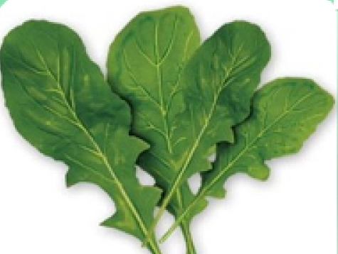 Green South Geniş Yaprak Tere Tohumu 10 gr - İri Yapraklı 