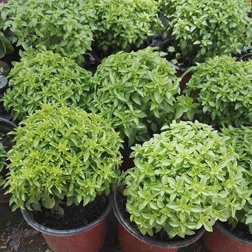 Akgen Top Fesleğen / Reyhan (Ocimum basilicum minimum) Tohumu - Kokulu ve Sinek Kovucu