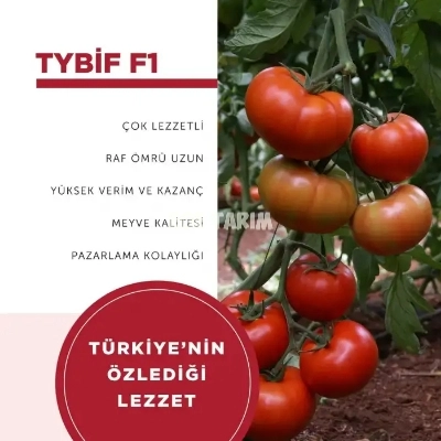 Tybif F1 Sırık Beef Domates Fidesi - Hastalıklara Dayanıklı Hibrit Çeşit