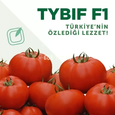 Tybif F1 Sırık Beef Domates Fidesi - Hastalıklara Dayanıklı Hibrit Çeşit