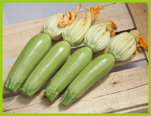 Akgen Sakız Kabağı Tohumu 5 gr - Açık Yeşil, Silindirik ve Erkenci