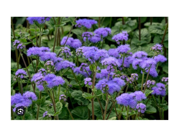 Vapur Dumanı (Ageratum) Çiçek Tohumu - Mavi Ponpon