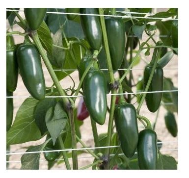 Sunagri Jalapeno Biber Tohumu 100 Adet - Etli ve Acı Meksika Biberi