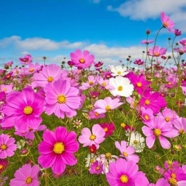 Akgen Karışık Renkli Cosmos (Cosmos bipinnatus) Çiçek Tohumu - Zarif ve Gösterişli