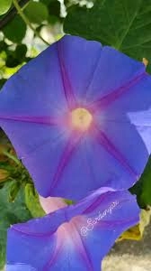 Akgen Gündüz Güzeli (Convolvulus tricolor) Çiçek Tohumu - Güneşi Seven Güzellik