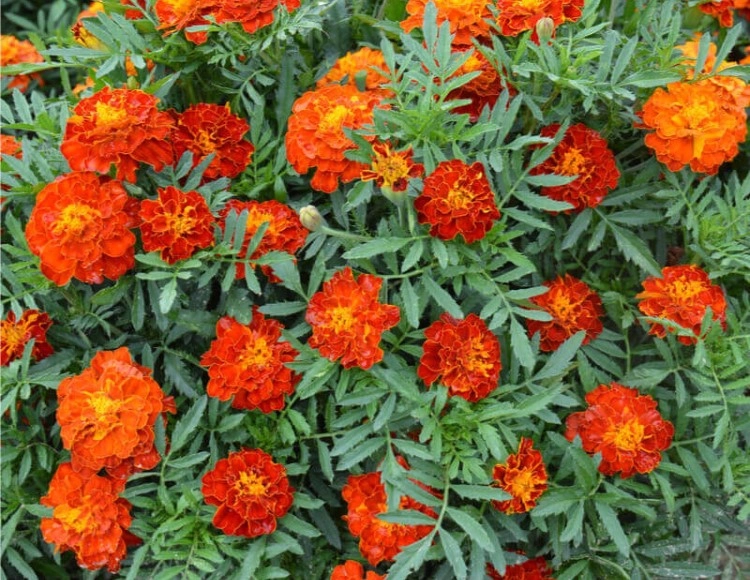 Kadife Çiçeği (Tagetes) Tohumu - Turuncu Sarı Katmerli