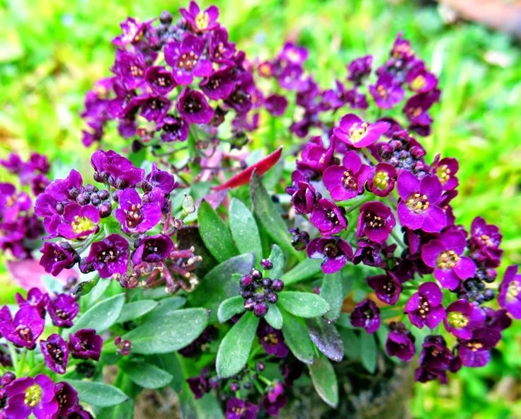 Kraliyet Halısı (Alyssum) Çiçek Tohumu - Kokulu Mor Yer Örtücü