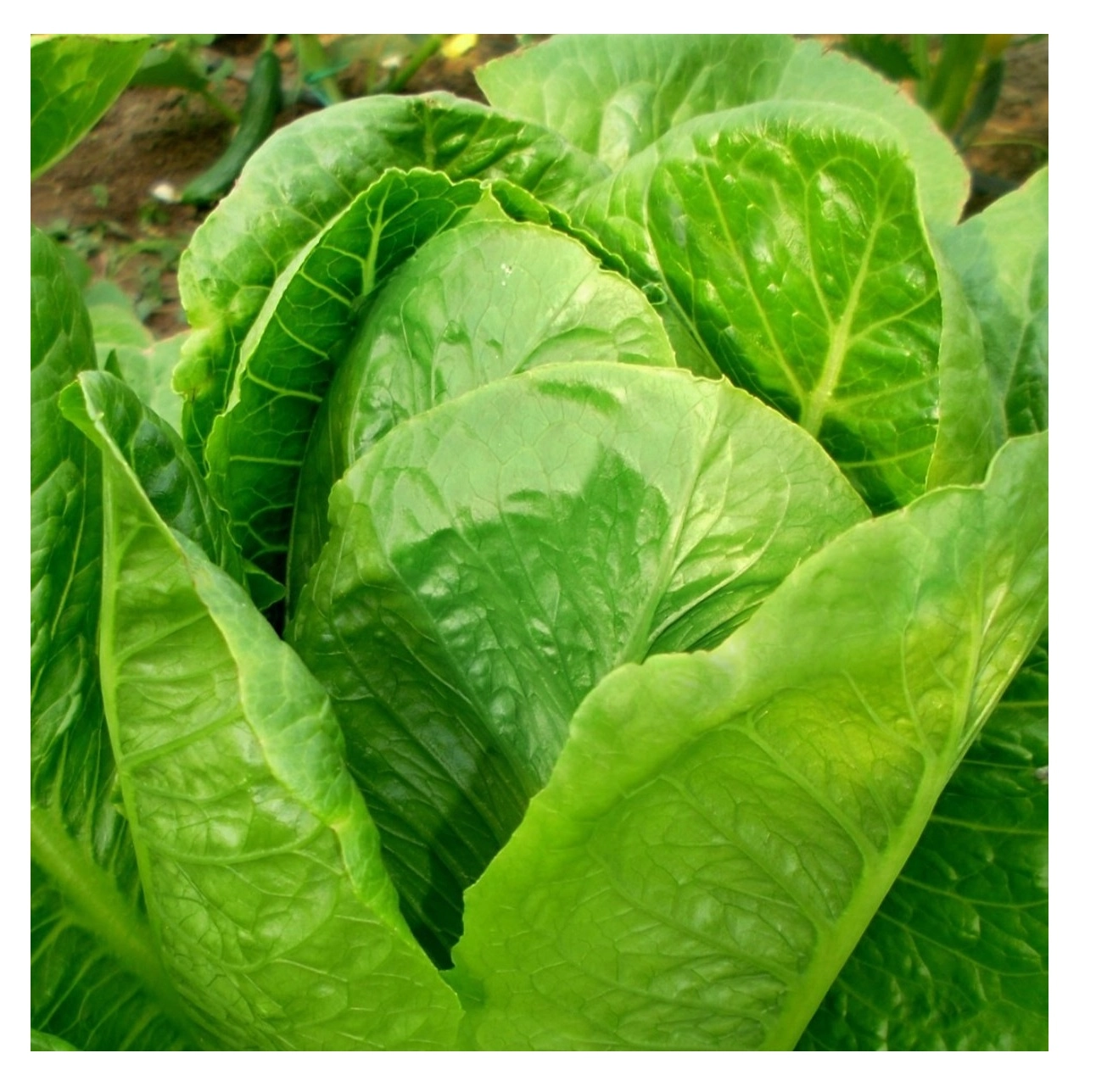 Green South Yedikule (Romaine) Marul Tohumu 3 gr - Gevrek, Dik Yapraklı ve Lezzetli