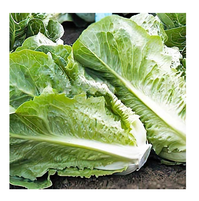 Green South Yedikule (Romaine) Marul Tohumu 3 gr - Gevrek, Dik Yapraklı ve Lezzetli