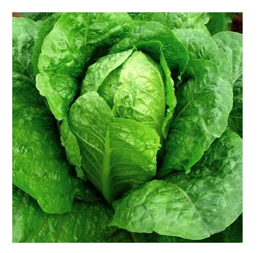 Green South Yedikule (Romaine) Marul Tohumu 3 gr - Gevrek, Dik Yapraklı ve Lezzetli