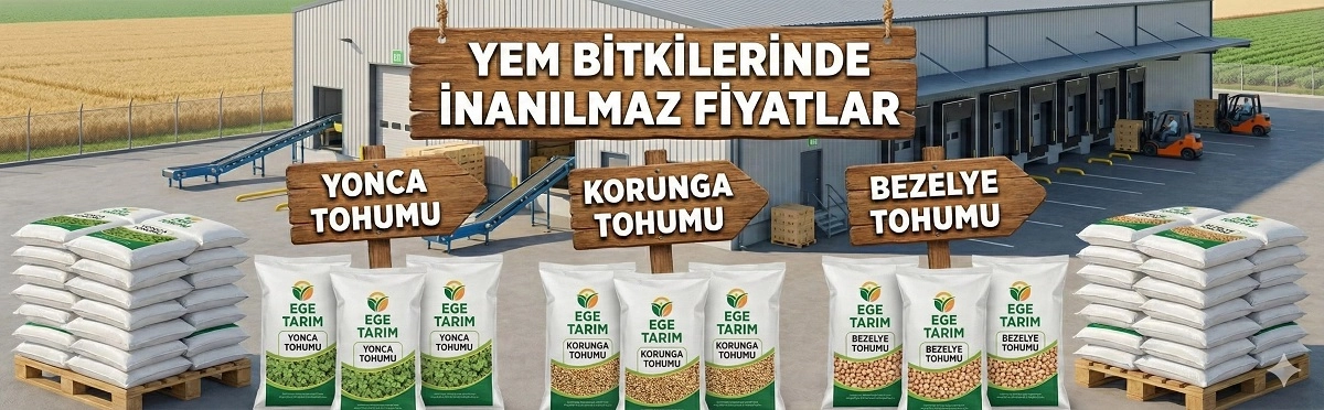 korunga tohumu fiğ tohumu