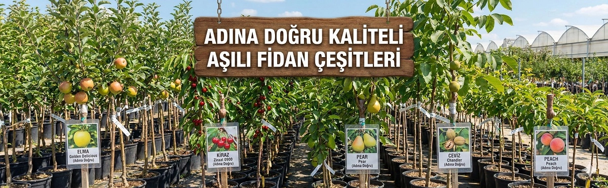 kaliteli fidan, ucuz fidan,en iyi fidan,sertifikalı fidan